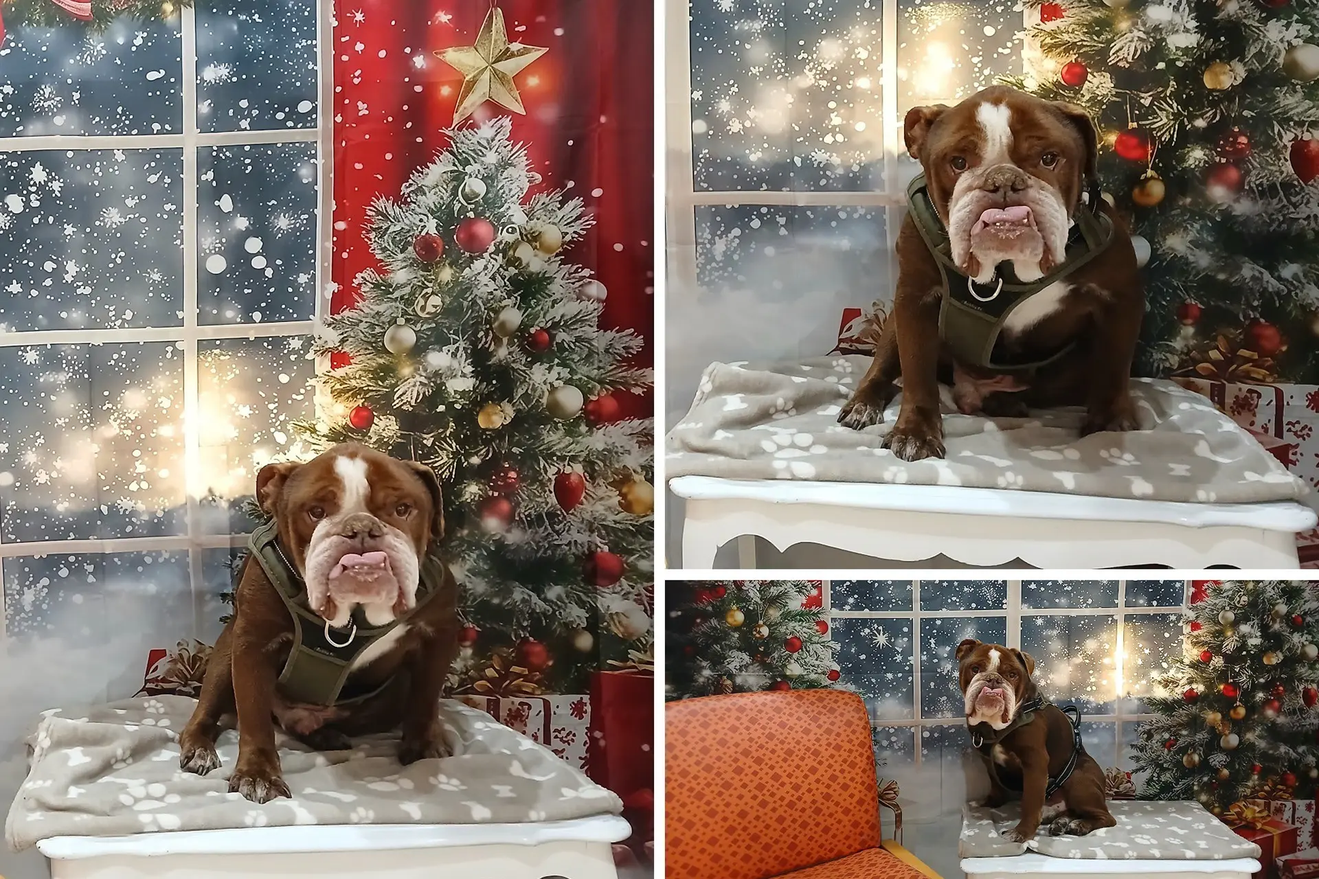 petsife-chien-noel-photo