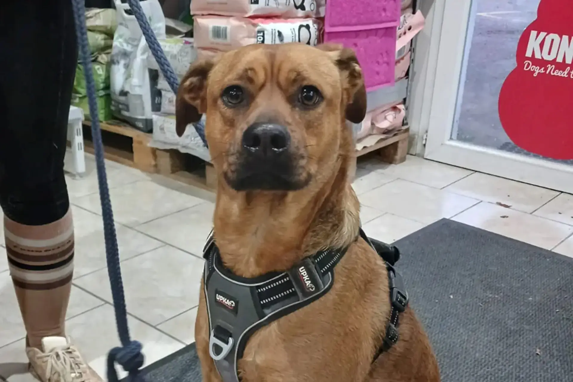 petslife-chien-boutique