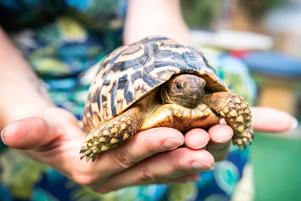 petslife-image-tortue