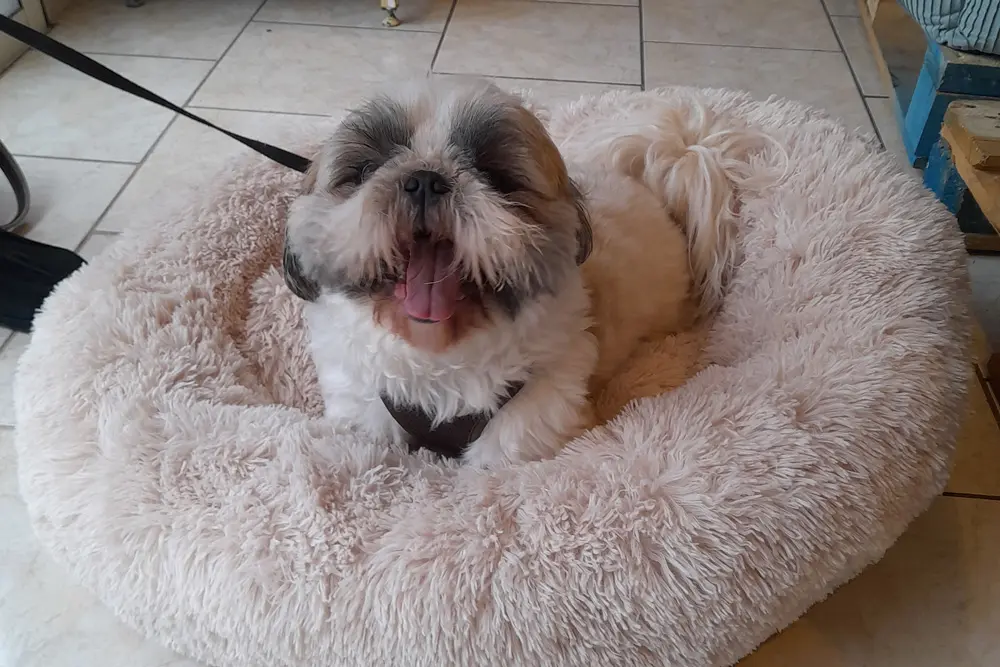 petslife-photo-chien-boutique