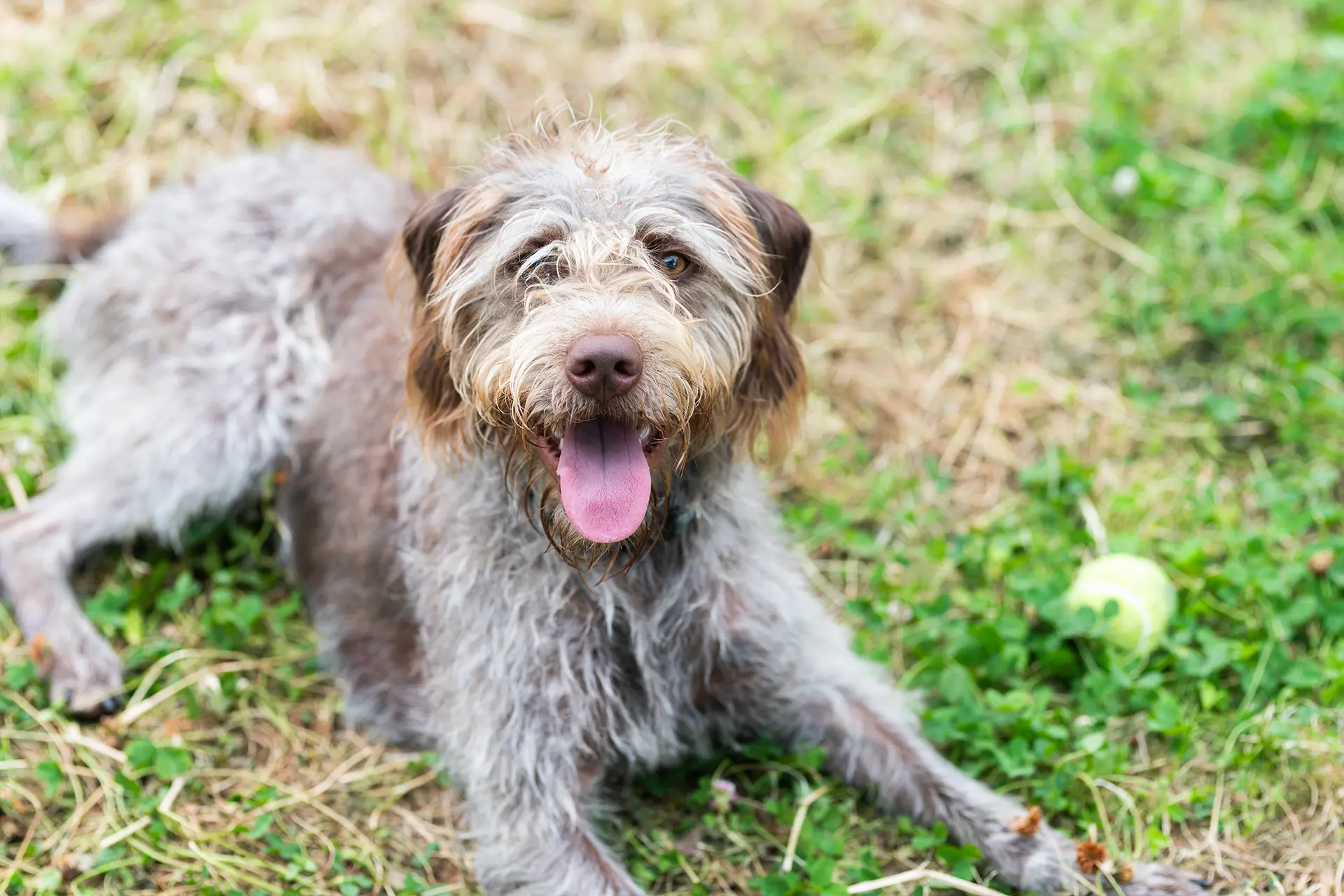 petslife-photo-chien-dehors